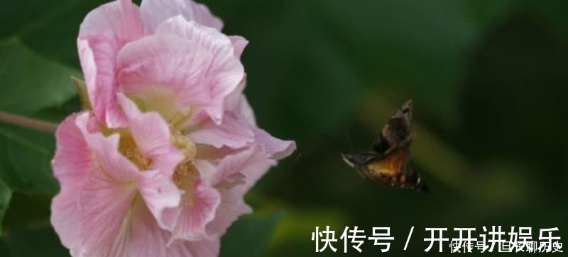 辛夷花&王维最唯美的一首诗,通篇短短的四句,却是美得犹如一幅山水画卷