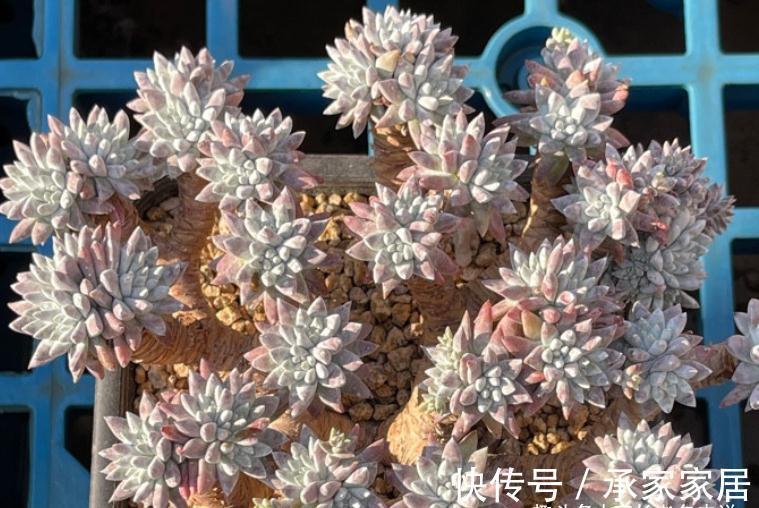 多头群生|秋天正好入手多肉白菊，不过温度超过30度难发根，想养活要讲技巧