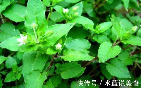 利尿|农村这种常见的野菜 能清热解毒 化瘀止痛 解热利尿