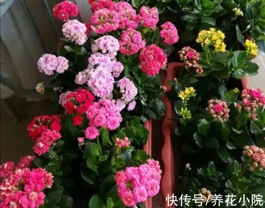 扦插|9月养上4种花,开花漂亮好管理,赶上冬春季节开花