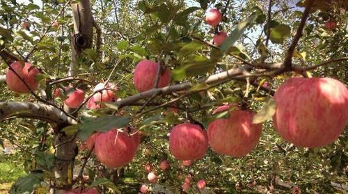 苹果和此物一起煮，每天来一碗，腰细了，睡眠好了，身材棒棒哒