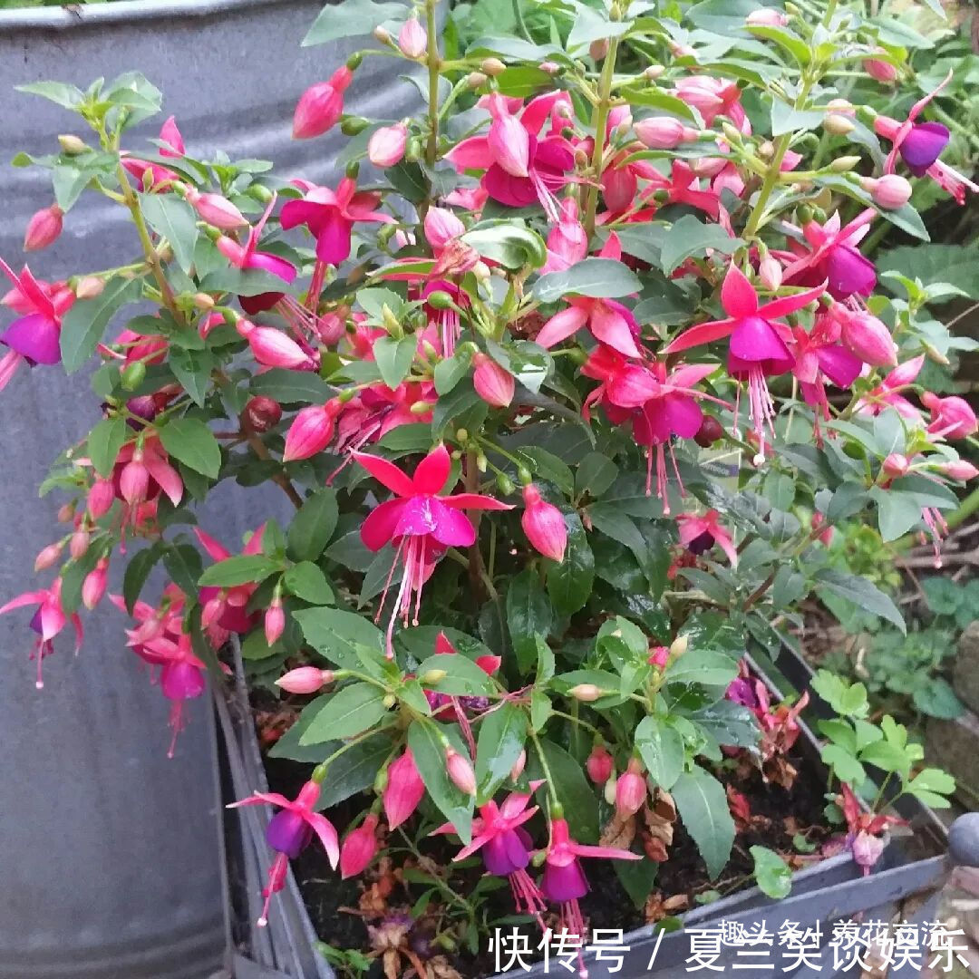 养护|6种特别怕热的花卉,度夏要多注意几点,夏天容易挂,养护要谨慎