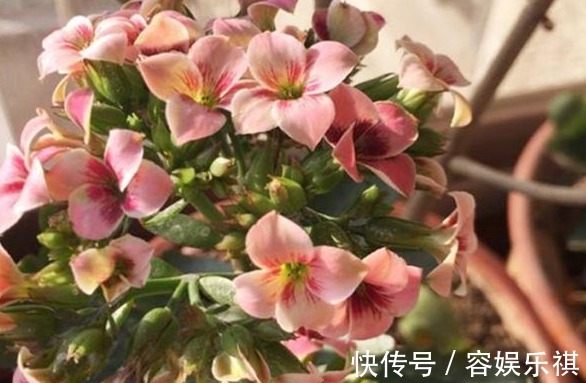 想把长寿花养好,从“上盆”这一步做起,才能生长茂盛,花开满盆