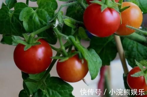 修复|肝不好不用慌, 常吃这几种食物, 修复肝细胞, 肝脏慢慢变好