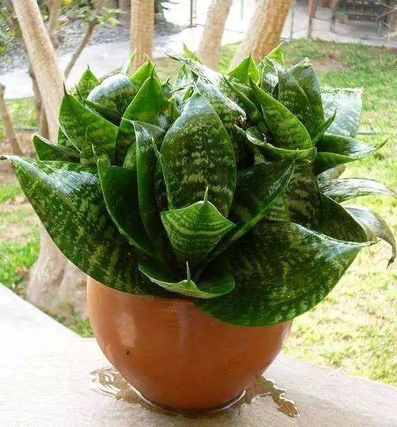 家里养盆虎皮兰,小花盆、挤着养,疯狂开花爆小崽!