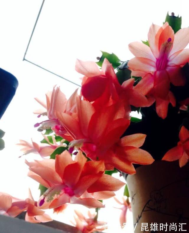 养蟹爪兰|养蟹爪兰,掌握一个小技巧,花儿疯了似的开,叶片都能繁殖一大盆