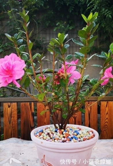 养殖|安酷杜鹃养殖要点与修剪方法,新手也能轻松养爆杜鹃花