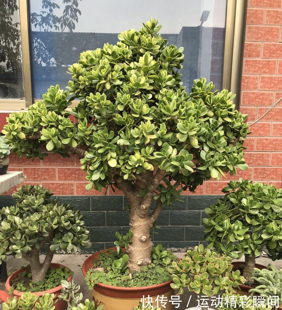 天冷需要多晒的“8种花”，有些还要“断粮少水”，不然熬不过冬