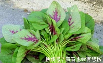 黑木耳|苦瓜可以降血糖这3种蔬菜“降糖效果”或许好一点,可适当多吃