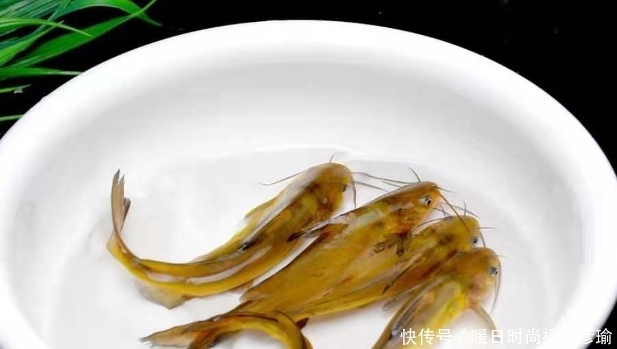 黄辣丁|说实话，“收拾”黄辣丁我只服这钓法，无论在哪，钓完都特舒服