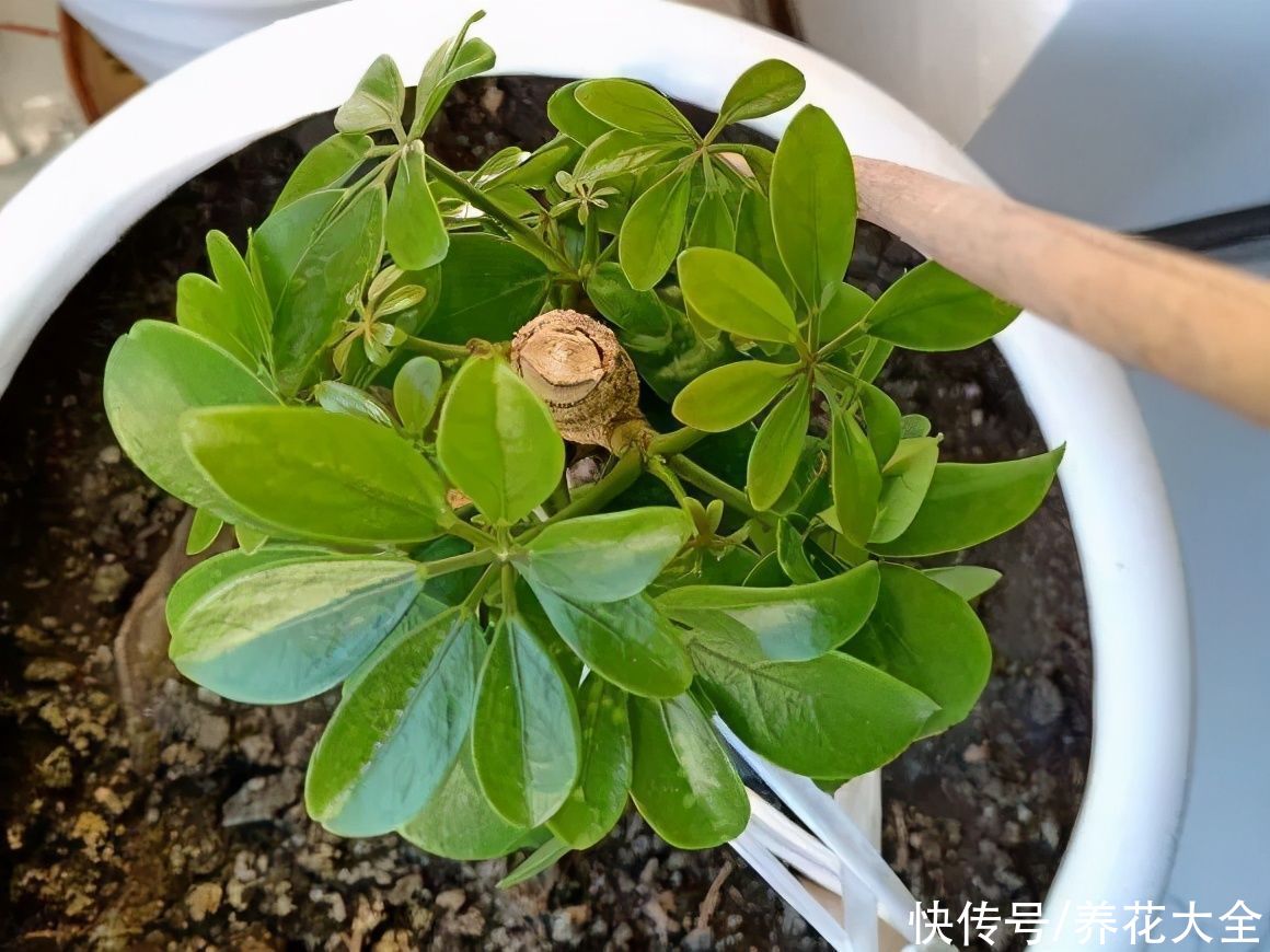 7种花，现在要砍头，冲天炮变成爆炸头