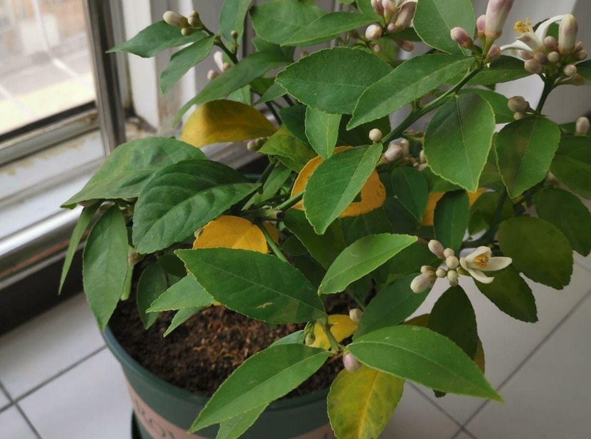 百香果|养花不如养果树系列盆栽这3款,观赏和品尝,一举两得