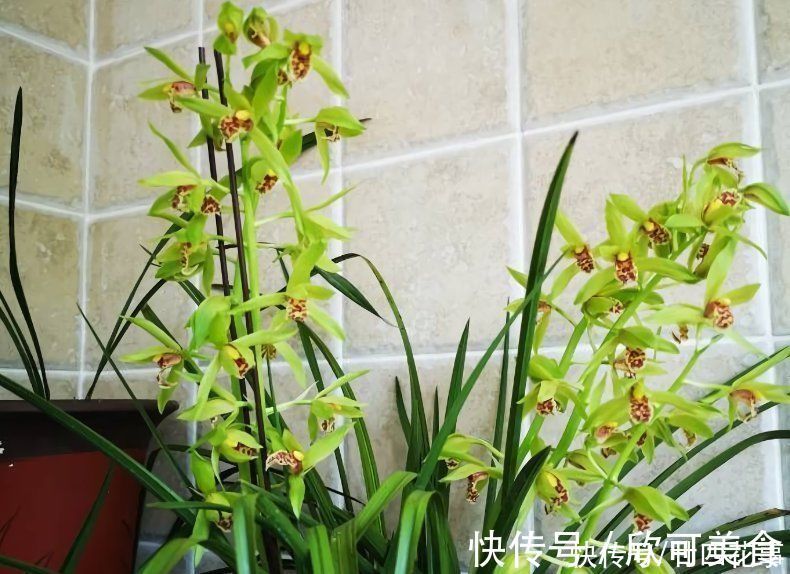 蕙兰|这花公认难养，冬天室内要注意，放外面冻20天，开花多又香