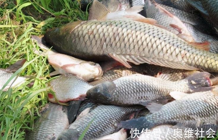 窝子|野钓没口有3点原因，对症下药，才能钓到大鱼！