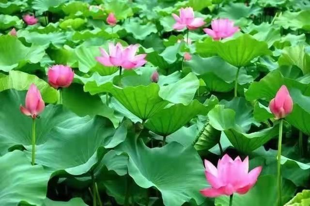 菡萏&荷花诗词21首田田莲叶玉玲珑,点点伎荷碧里红