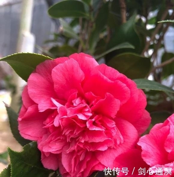 养死|山茶花买回家,总是能养死,问题不在我们,茶花本身就有问题