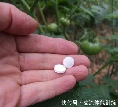 蟹爪兰养起来真省事，来点药水肥，花色明亮叶绿如油！