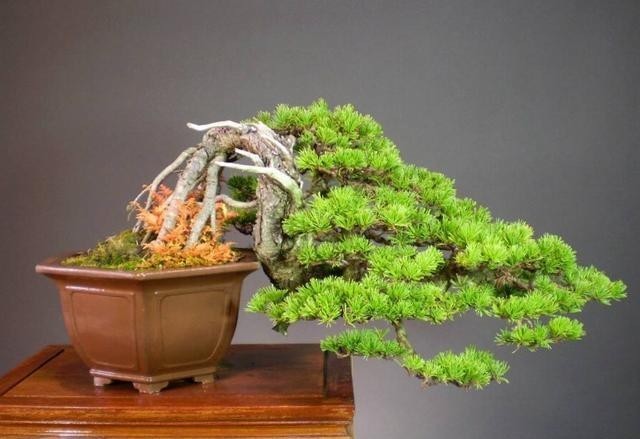 开花|盆栽花都怕“碱性”,养花学会2个技巧,土壤呈酸性,叶绿开花多