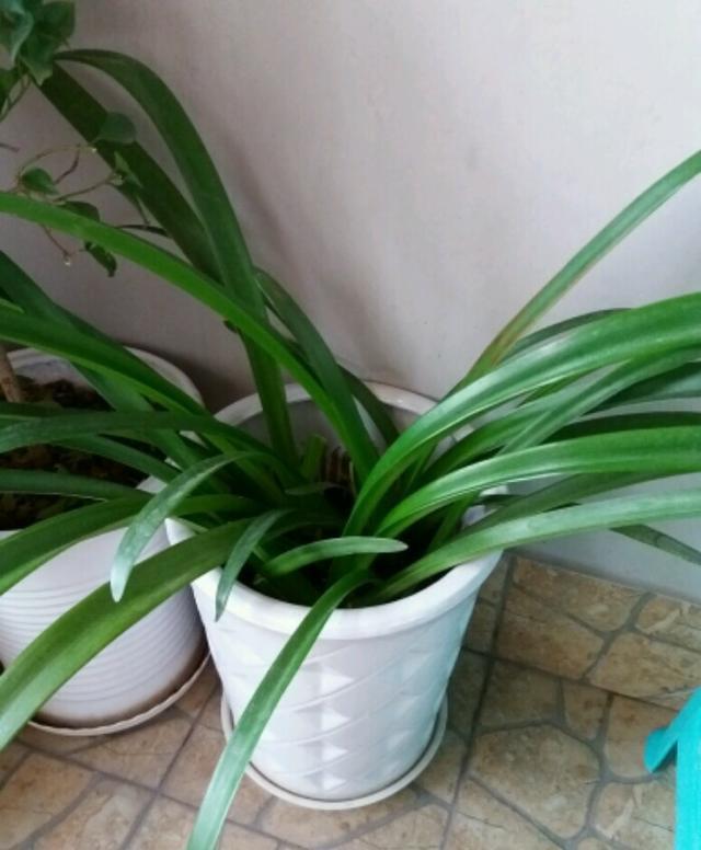 养护|朱顶红“傻长叶子”不开花一包一冻,温差大,花苞嗖嗖冒出来