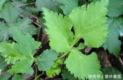 降血压|6月常吃这些天然野菜，能降血压、润肠通便、护肝助阳，你吃了吗