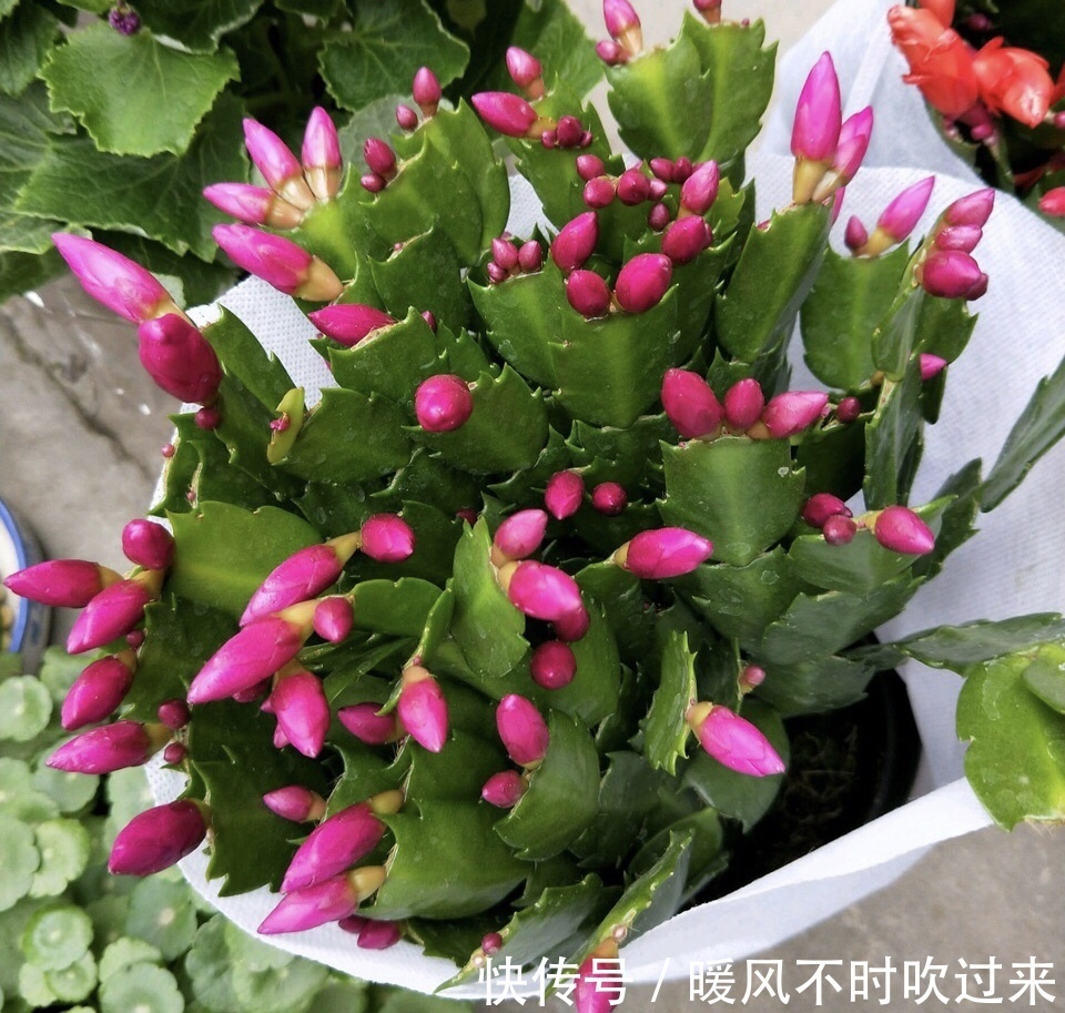 她养的蟹爪兰,1个枝条冒出4个花苞,记住3个“要诀”你也可以