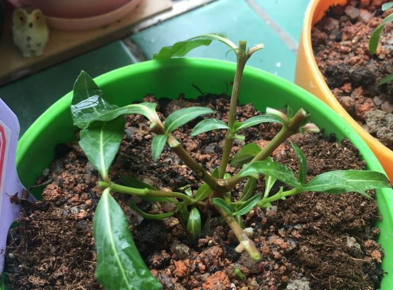 “欠修理”的花，不修不旺，剪剪花多，别舍不得