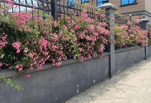 怎么把月季养漂亮?把握住“3点”,枝叶茂、开花勤