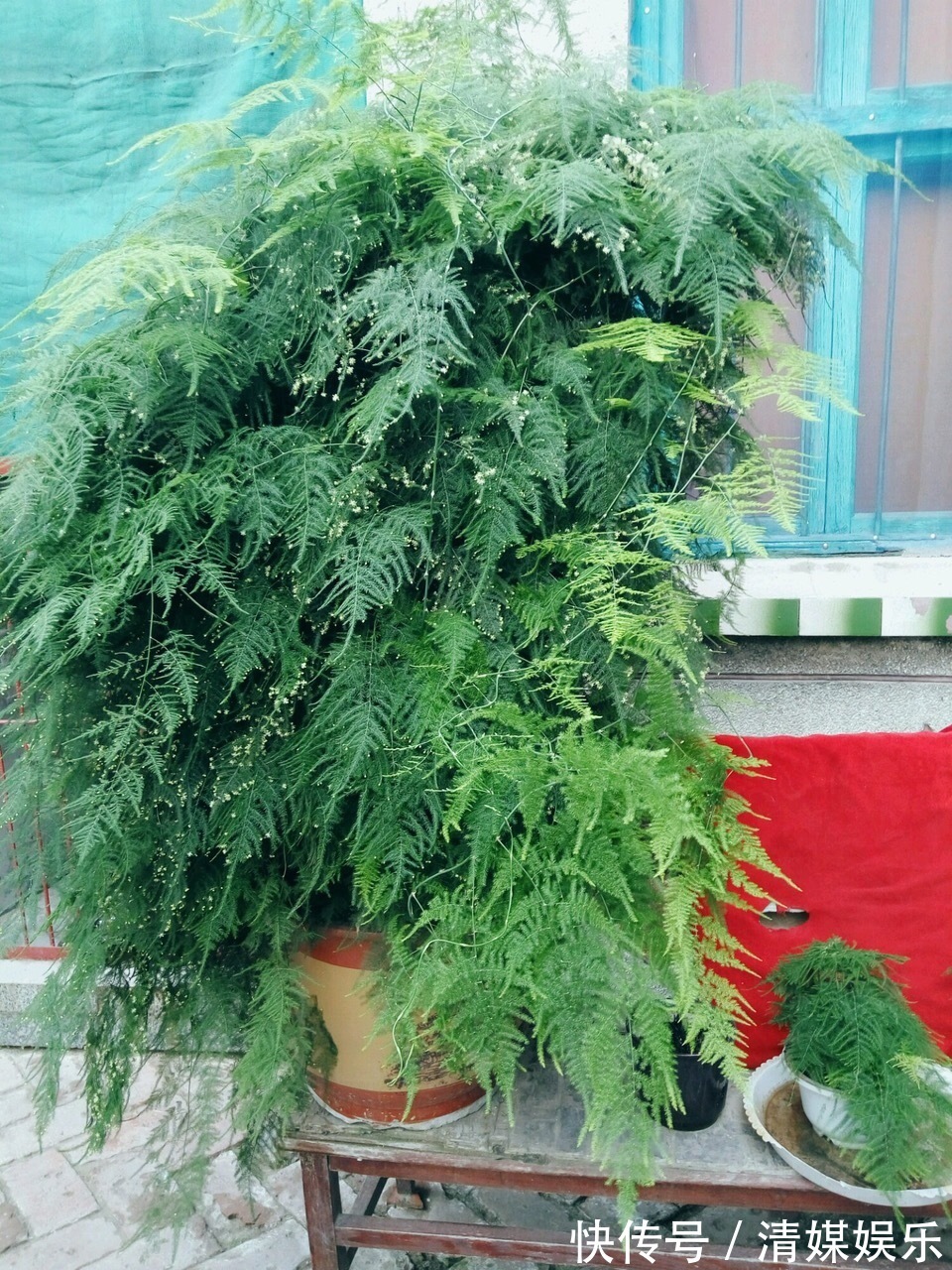 张大爷|张大爷家文竹养6年，长到1米5，变成粗壮、翠绿盆栽，年年开花