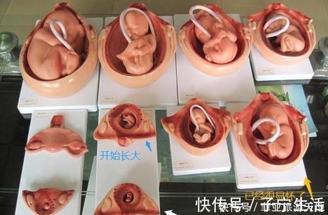 准妈妈|准妈妈肚子何时“偷偷”变大的孕期是否显怀，跟4个因素有关