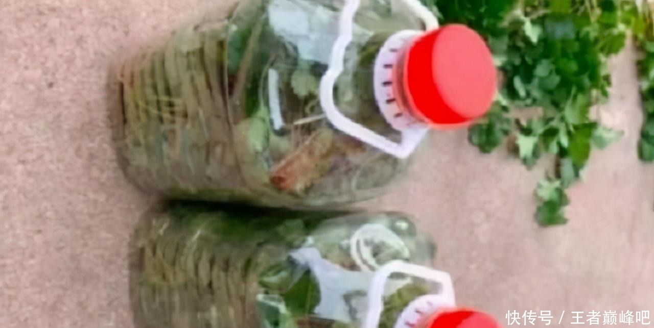 法子|吃不完的香菜别放冰箱了,学会这个土法子,香菜放一冬天都不坏!