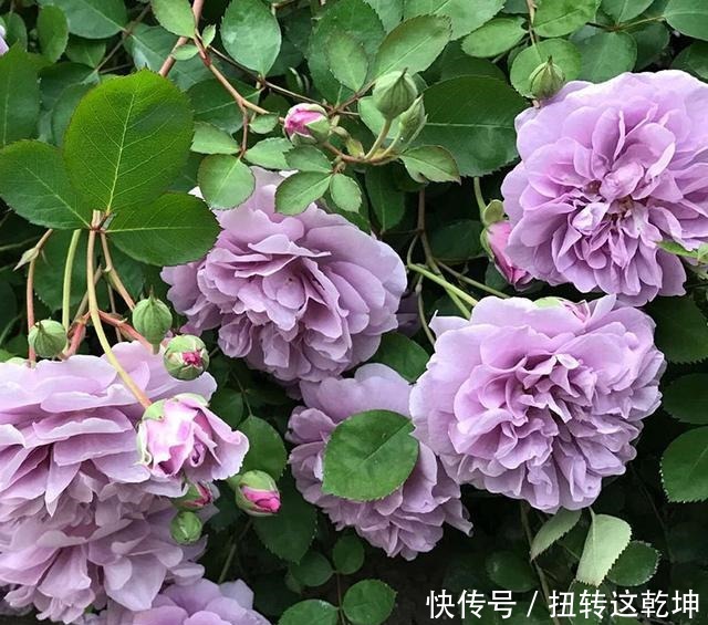 月季|最值得养的月季,花色稀有,开花量大,一开就是300天,从不生病