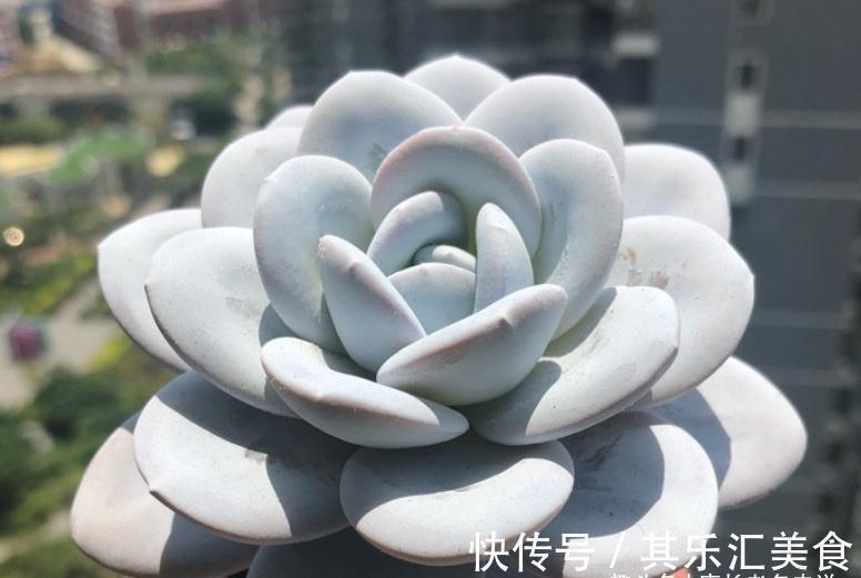 多肉浸盆有什么好处?忘在水里泡一晚上会不会挂掉?要怎么处理?