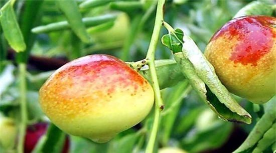 人到中年，多吃以下4种食物，排毒消脂，改善肠胃，滋补身体