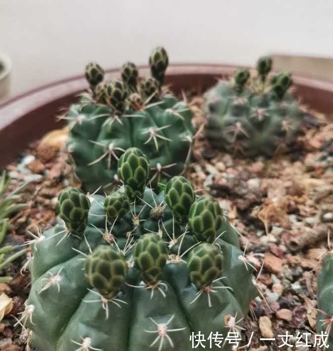 仙人球怎么养才能开花多？记住一点，一棵开20朵，很惊艳