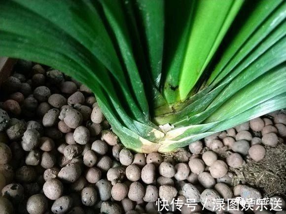 养君子兰，盆底垫点“小东西”，长的根粗、叶绿，花朵碗口大