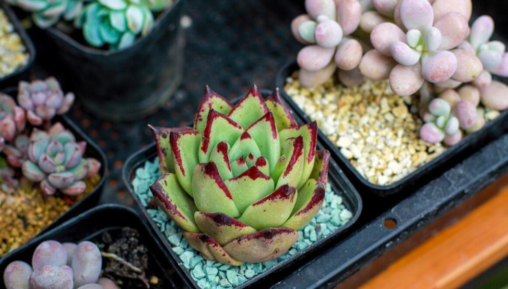 多肉露娜莲怎么养护,掌握4个点,彩色层次分明十分美丽