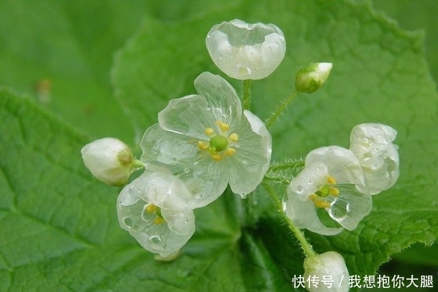 下雨|有这样一种神奇的花朵，下雨时变成透明，却有一个恐怖的名字