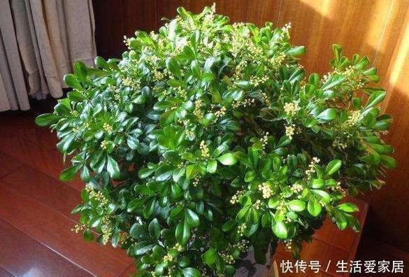 天热怕花草黄叶枯死夏养米兰、月季、茉莉，花开让你大饱眼福