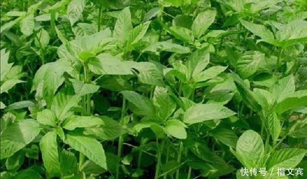 红甜菜|10种可家庭种植的优质养生野菜