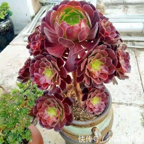 这“4种”多肉，好养又好看，度夏无压力，越养越胖越漂亮