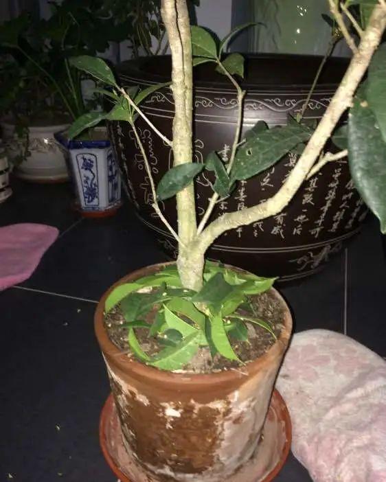 5种花不敢买，秋天死太快，养不活惹一肚子气