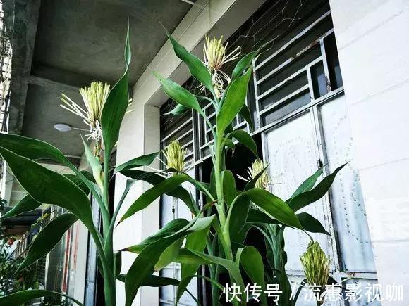 4种花有灵性，平时难开花，一有好事就开花！