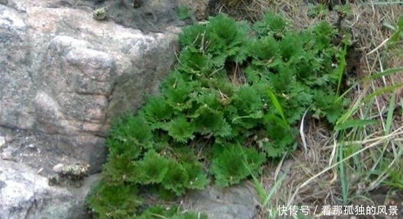 这种生在“石头缝”里的野草,挖两棵回家,一年能增值不少!