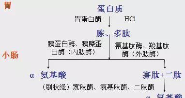 跑者|作为跑者,经常跑步应该怎样合理的补充蛋白质?