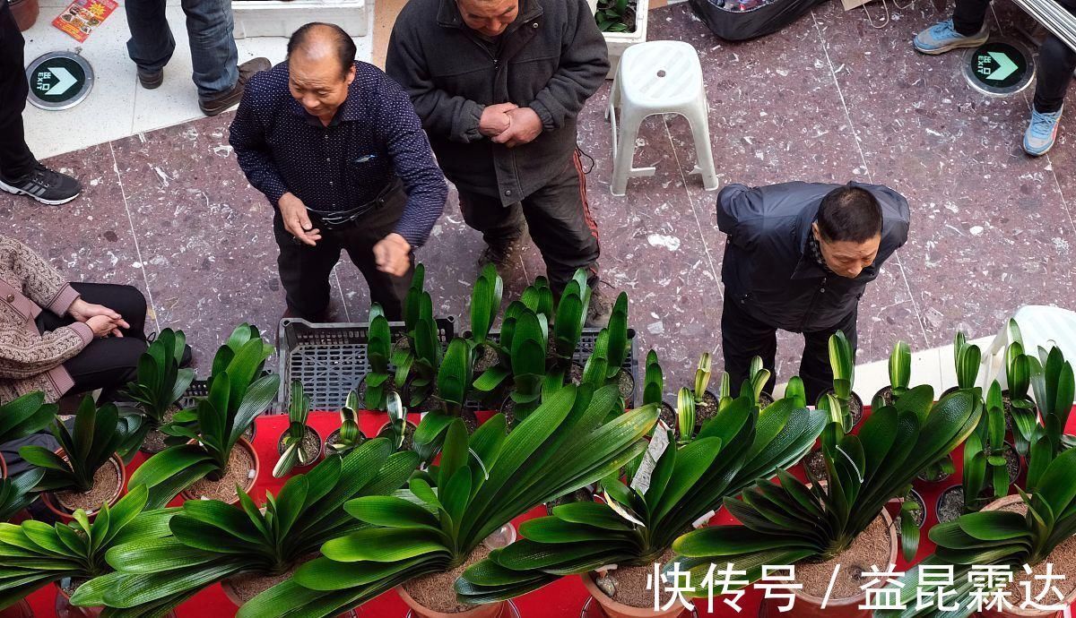 养兰花、君子兰你还施肥吗在土里加它，比肥料长得还好