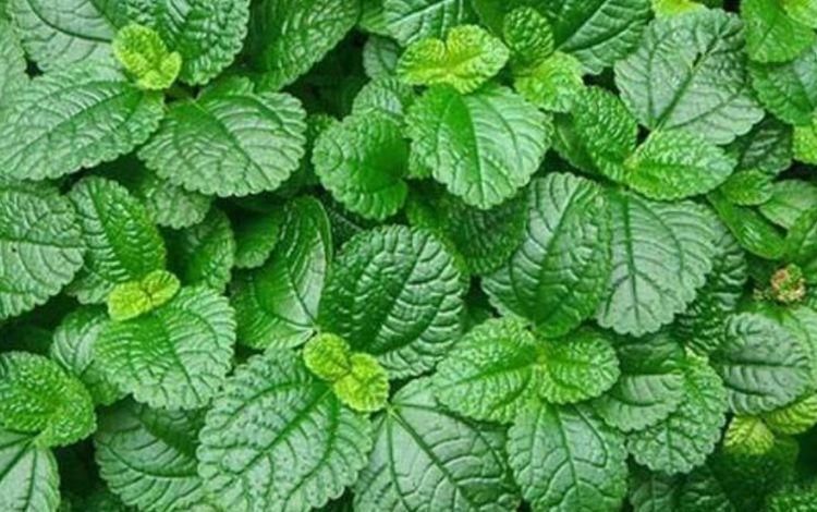 桂花|3种花漂亮又养人,泡茶解暑,人养花,花也养人,花朵又大又鲜艳