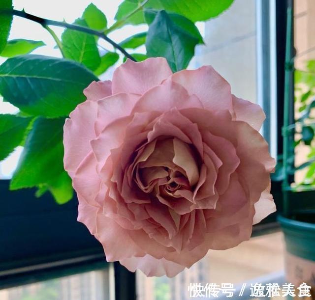 盘点10种古典美复古色系月季,你必须拥有其中一种!