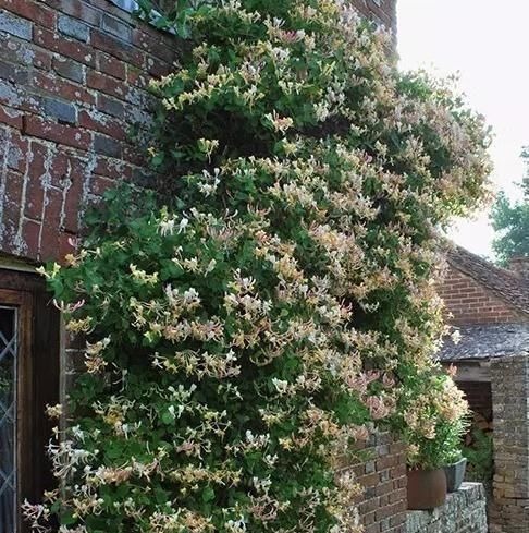 养爬墙花卉,盆底下埋几粒“这东西”,三个月长成瀑布