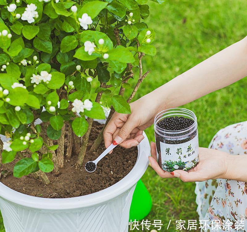 爆盆|养茉莉,记住5点“疯狂”,一年开5茬,花开爆盆不是事