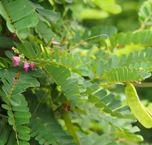 鸡骨草|每日一中药——鸡骨草
